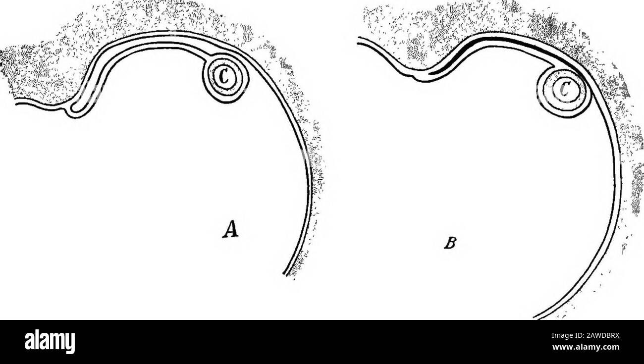 Lo sviluppo del corpo umano; un manuale di embriologia umana. Esentery; wf, vermiform appendice.-(Hertig.) divide la cavità addominale in due porzioni, la cui parte superiore (anteriore) contiene il fegato e lo stomaco, mentre la parte inferiore contiene il resto del tractwith digestivo con l'eccezione del duodeno. Passando acrosantea superficie ventrale del duodeno e fondendosi con esso,il mesocolon trasversale forza quella porzione di intes-tine contro la parete dorsale dell'addome e lo fissa in quella posizione, e il suo mesentery su di essa degenera,29 346 LO SVILUPPO DEL CORPO UMANO Foto Stock