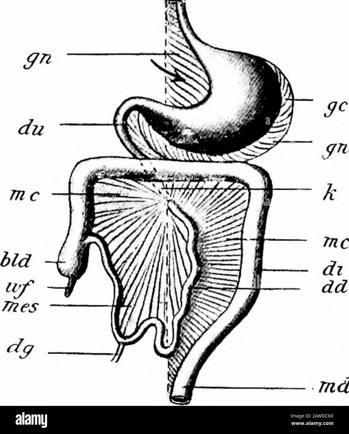 Lo sviluppo del corpo umano; un manuale di embriologia umana. 185. - diagrammi Che Illustrano lo sviluppo del GreatOmentum e Del mesocolon Trasversale. BID, Cecum; dd, Small hutel; dg, yolk-stalk; di, colon; du, duodeno; gc, maggiore curvatura dello stomaco; gg, bile dotto; g», grande ommom;k, punto in cui i loop della croce intestinale; mc, mesocolon; md, rec-mesentum; WF, mesentum y (Hertig.) divide la cavità addominale in due porzioni, la cui parte superiore (anteriore) contiene il fegato e lo stomaco, mentre la parte inferiore contiene il resto dell'apparato digerente Foto Stock