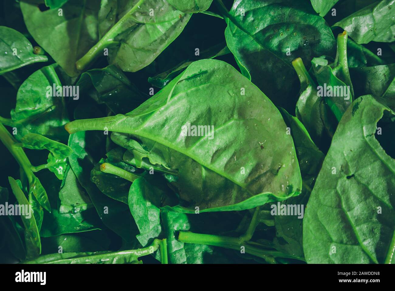 Spinaci malabari crudi freschi (Basella alba), spinaci di vite aka, e spinaci Ceylon, primo piano Foto Stock