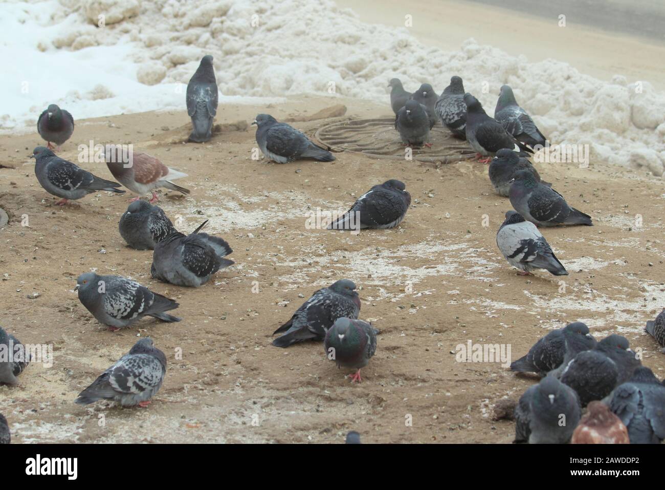 I piccioni della città camminano sulla neve sporca e sulla sabbia ghiacciata. Fauna urbana. Bellissimo animale. Foto Stock