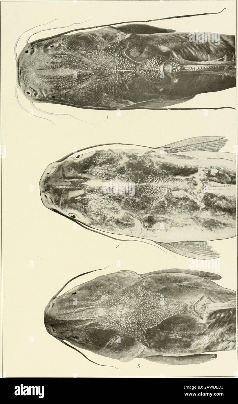 I pesci d'acqua dolce della Guiana britannica, compreso uno studio del raggruppamento ecologico delle specie e del rapporto della fauna dell'altopiano con quello delle pianure. 1. Notarius grandicassis (Cuviee e Valenciennes). 161 nun. a dorsale. No. 1258. 2. Notariusparmocassis (( uvikh e Valenciennes). 147 mm. a dorsale. N. 1252. 3. Notarius stricticastis (&lt;V ieee Valenciennes). 139 nun. a dorsale. N. 1261. Memorie Carnegie Museum, Vol. V. Plate IX. 1. Sciadeichthysemphysetw (MullerandThoschel). 91 mm. a dorsale. N. 1735. 2. Ariusspin (Agassi?.). 66 mm. dorsale. N. L2S7. 3. Hexanematic Foto Stock