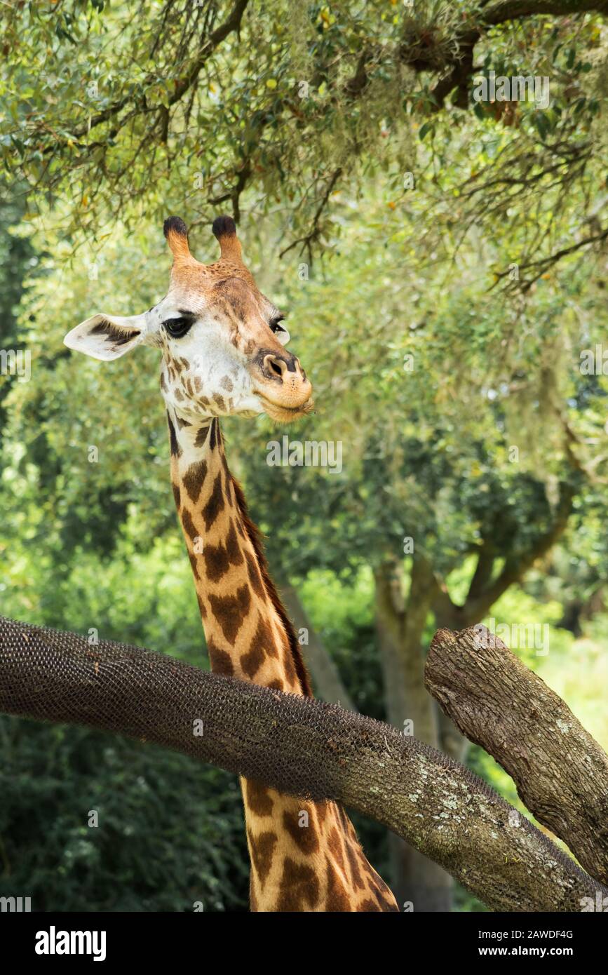 Ciao Amico Foto Stock