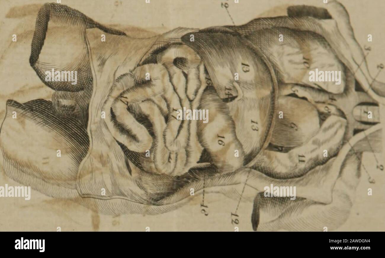 Un sistema compendioso di anatomia : in sei parti ..; illustrato con dodici grandi copperplate . &gt; z Foto Stock