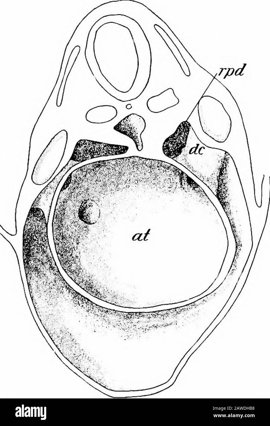 Lo sviluppo del corpo umano; un manuale di embriologia umana. pd e rpv, divisionsdorsale e ventrale della cavità parietale; vom, vena omphalo-mesenterica.-(Ravn.) tronco-cavità è interrotta, in modo che formino due ciecpouches che si estendono verso il basso a breve distanza dalla porzione ventrale del pavimento della cavità parietale. Le cavità dorsali, tuttavia, mantengono la loro continuità con la cavità del tronco fino a un periodo molto più tardi. Mediante la fusione delle vene omphalo-mesenteriche poste sopra, si forma una folta semilunare spessa che sporge orizzontalmente nel coelom dal wallof ventrale Foto Stock