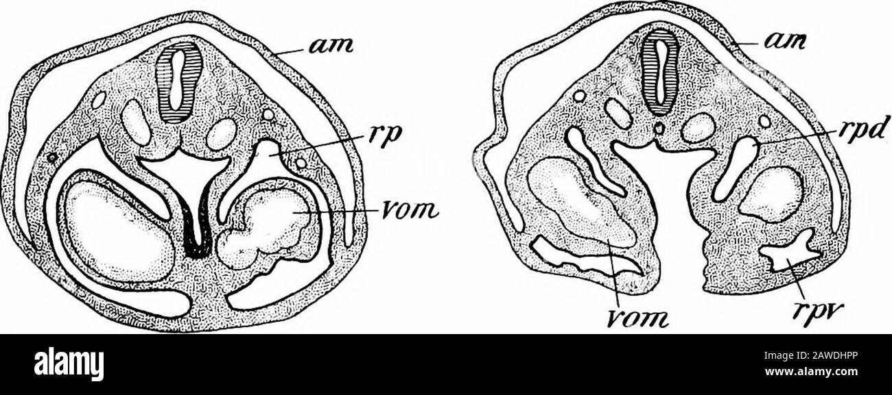 Lo sviluppo del corpo umano; un manuale di embriologia umana . Rca Fig. Ricostruzione di Un Embrione di coniglio di Eight Days, con La Cavità pericardica LaidOpen. A, Auricle; Aob, bulbo aortico;A.V., auriculo-ventricolare; Bp, cavità parietale ven-trale; Om,omphalo - vena mesenterica;Pc, cavità pericardica; Rca,cavità parietale dorsale; sv,sinusvenosus; V, ventricolo.{His.) 336 LO SVILUPPO DEL CORPO UMANO. Cavità splancnic parietale in cui si trovano il mesoderma che si forma in m di m, in cui il mesoderma. Fusione dei due strati di mesodermlungo il corso del Foto Stock