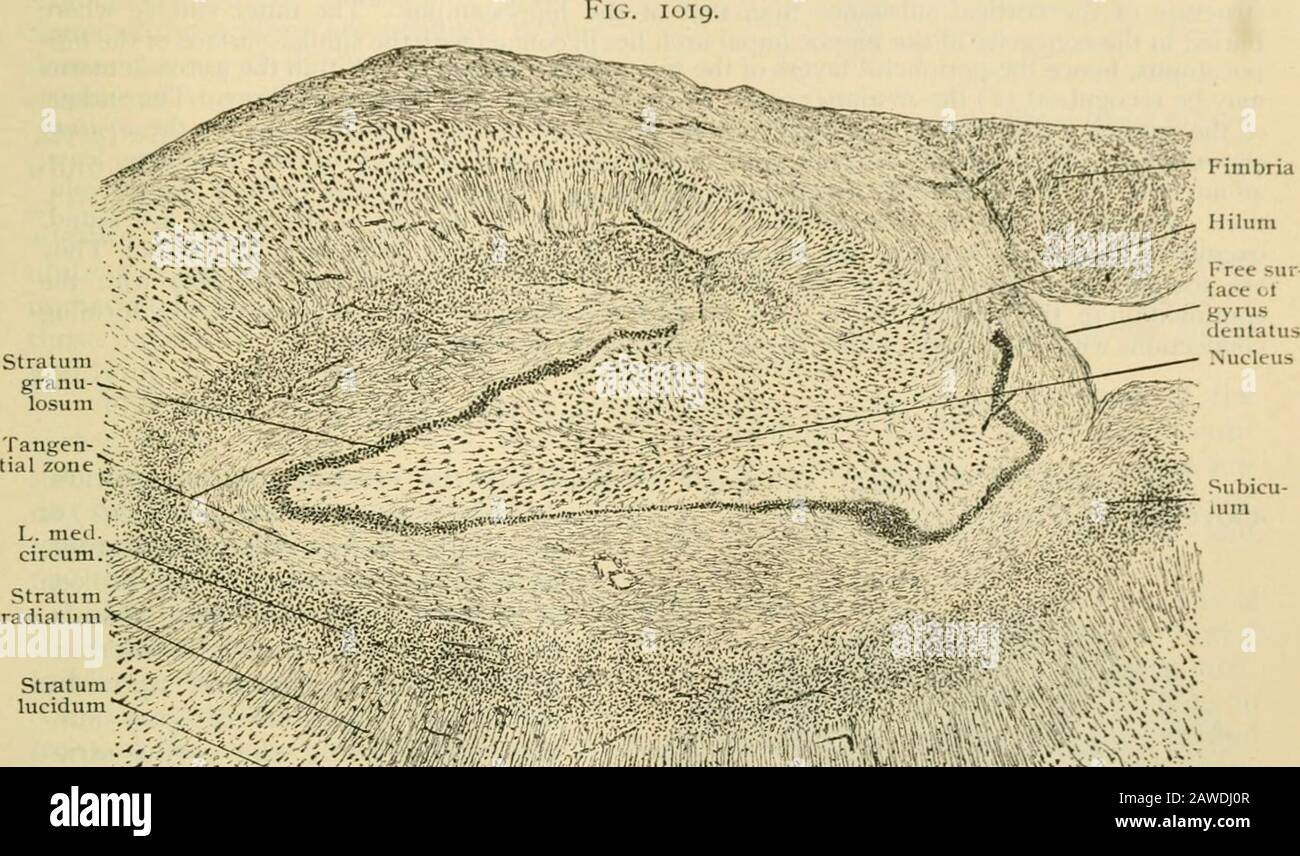 Anatomia umana, compresa la struttura e lo sviluppo e considerazioni pratiche. Ls, la striscia di Ciennari è prodotta da una stretta felt-work di libres meduUated, al di sotto della quale le cellule piramidali aumentano molto gradualmente di dimensione. Nella parte più profonda della terza e della parte sottostante del quarto strato, cellule piramidali di dimensioni non usuallylarge si verificano singolarmente o in piccoli gruppi. Lo strato di cellule polimorfiche è ben rappresentato. La corteccia dell'ippocampo aiul del gyrus dentatus è un prolungamento di quello del thegyrus hpi)ocampi, modificato dalla piegatura peculiare che qui si verifica. Riferimento Foto Stock