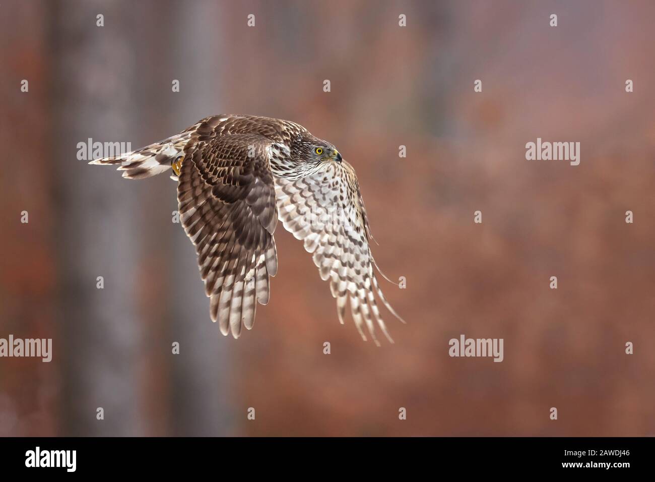 Il goshawk settentrionale (Accipiter gentilis) è un raptor medio-grande della famiglia Accipitridae, che include anche altri rapaci diurni esistenti Foto Stock