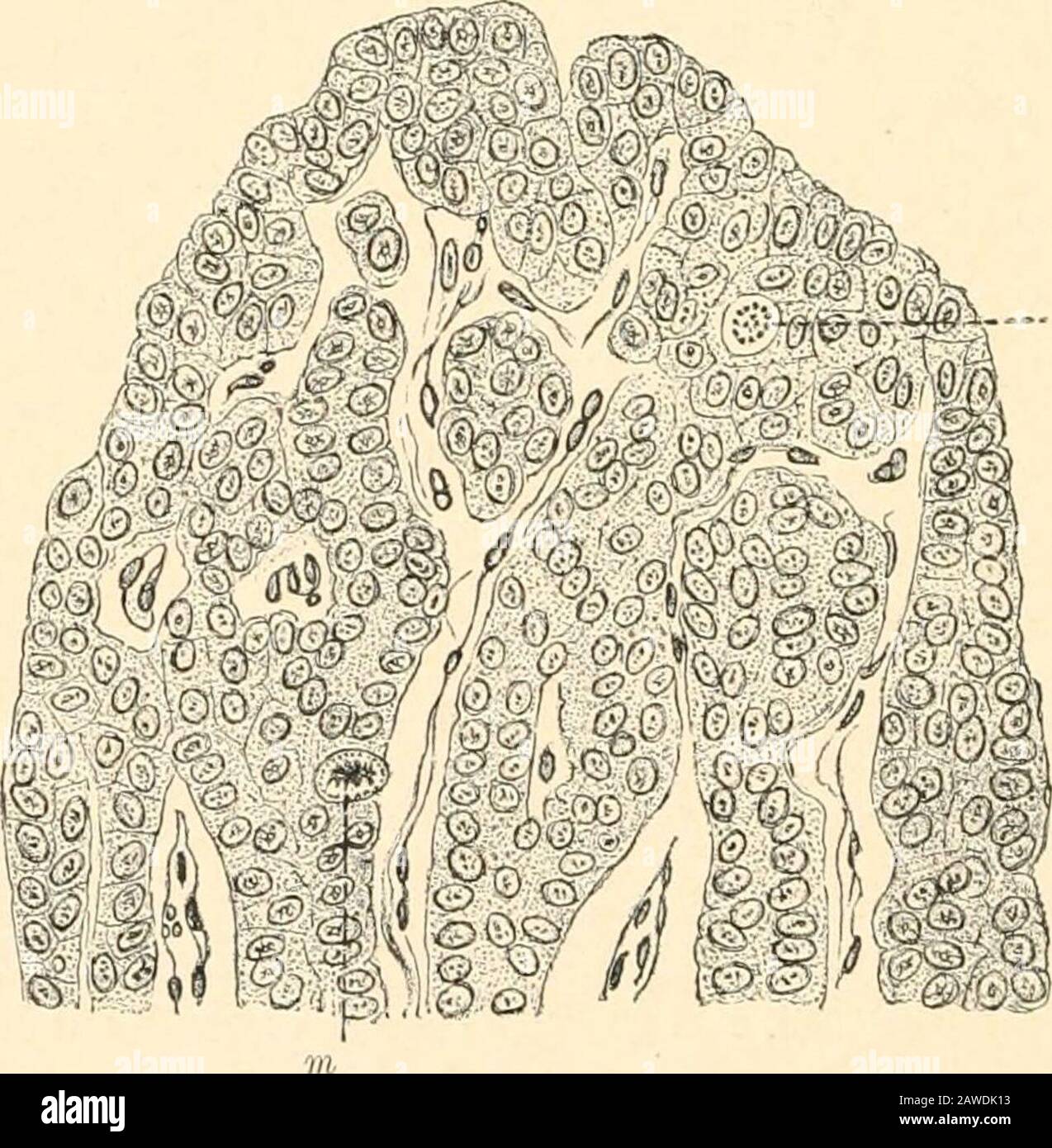 Fisiologia umana . FIG. 4.-tiroide umana e ghiandole paratiroidee. A, da dietro ; B ami K *- t. FK;. ). Parte di i-xexteral paratiroideo dell'ultima figura. (Kohn.) ??2. Mostra le cellule epiteliali colonne di ranjvdin, con setti intervenenti di tessuto connettivo; m, m, cellule in divisione mitotica. Chiaro o finemente granulare e non macchia, a volte ha granuli cocarsecolorabili. In ogni probabilità questi rappresentano due differenti stadi di attività secretoria funzionale. I SECREZIONI PROTETTIVE INTERNE 11 Livini (1900) hanno mostrato con metodi istologici che i para-tireidi sono fondamentalmente composti da epid Foto Stock