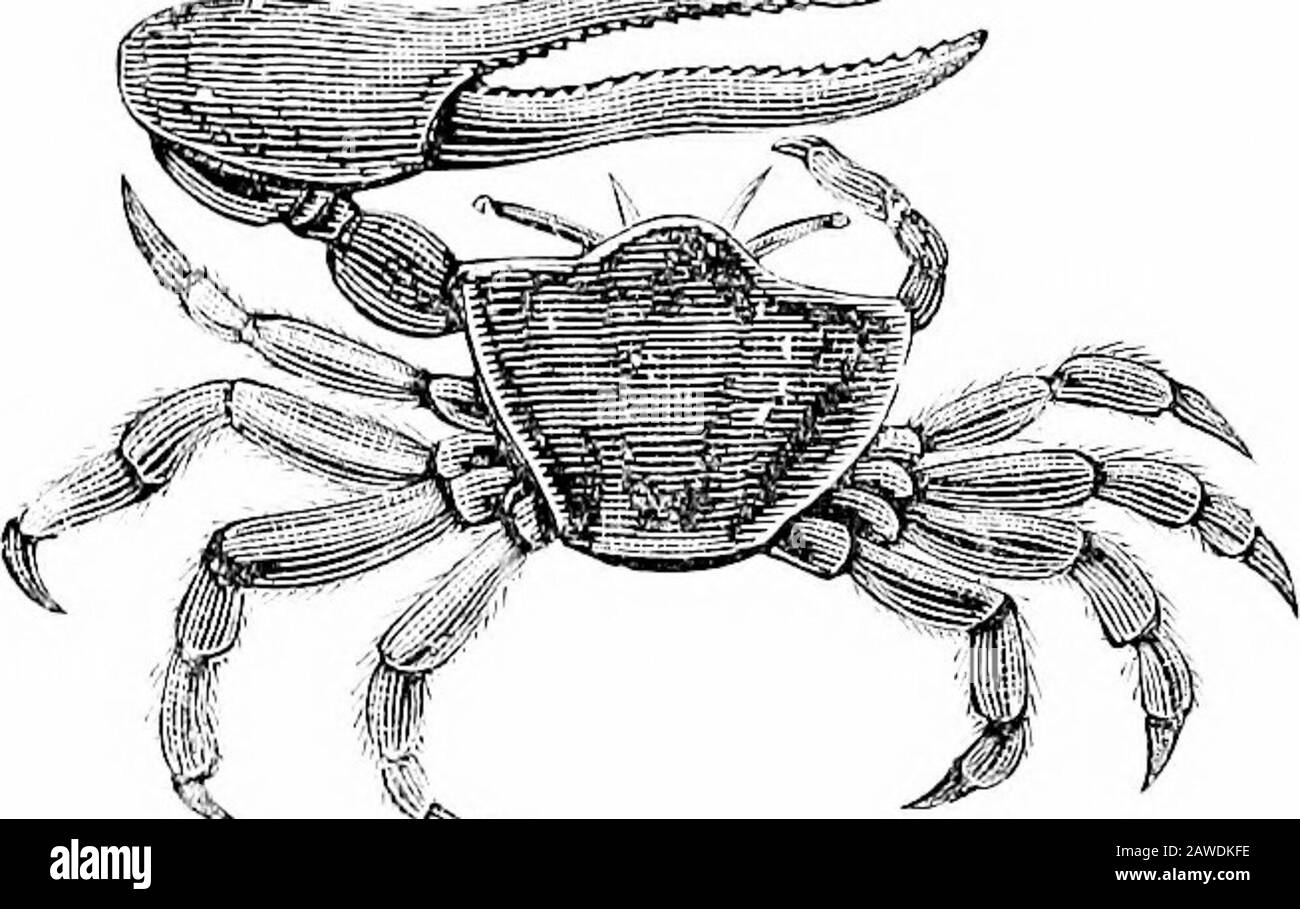 Scorci del mondo animato; o, Scienza e letteratura della storia naturale, per la scuola e la casa . al suo proprietario apparsa abitualmente piegato su qualcosa di alto-mano. Questo ondeggiamento del grande artiglio tipo fiddle sembra iniziare e dirigere o animateil ritiro, è lu-dicrously suggestivedi un musical conducibilità-tore battendo il tempo byswonding un basso-violnor del suo testimone, l'effetto del suo ec-centricity essere tocause un balestufdfall i fiddlers. 3. Questo granchio ex-cava fori nella terra, un maschio e una femmina occupa un foro. In questo ritiro si ritira con sorprendente ce-lerity quando allarmato, Foto Stock