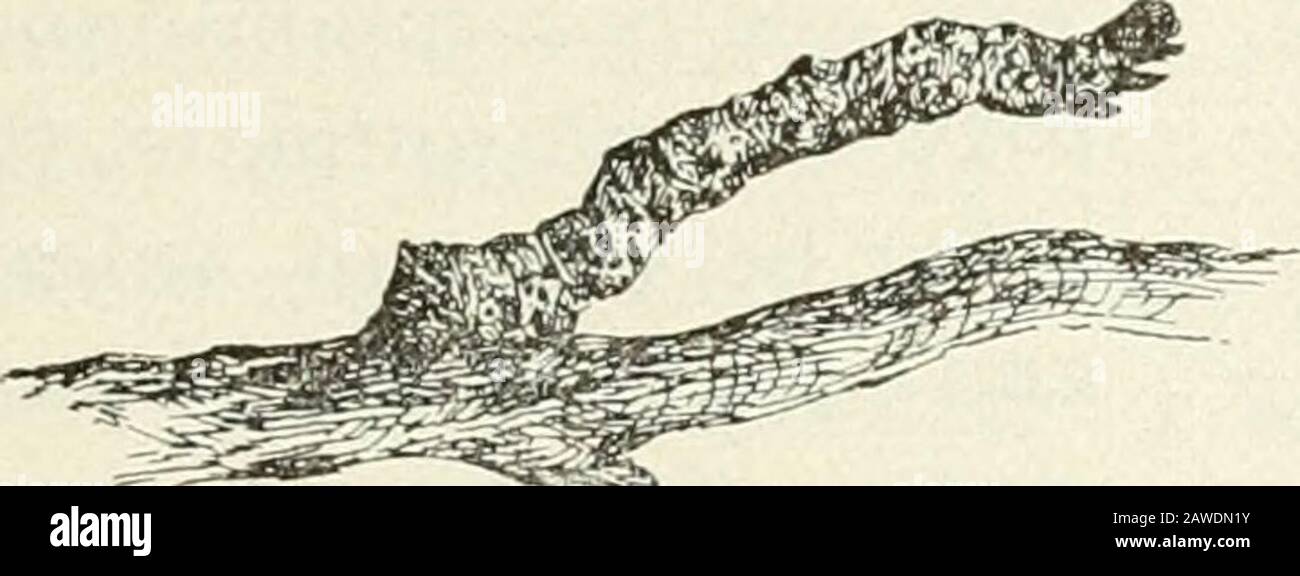 Bollettino . Geometrids spesso. Fig. W. Larva di Geometrid: Somiglianza Protettiva. Schizzo di will C. Collins. Foto Stock