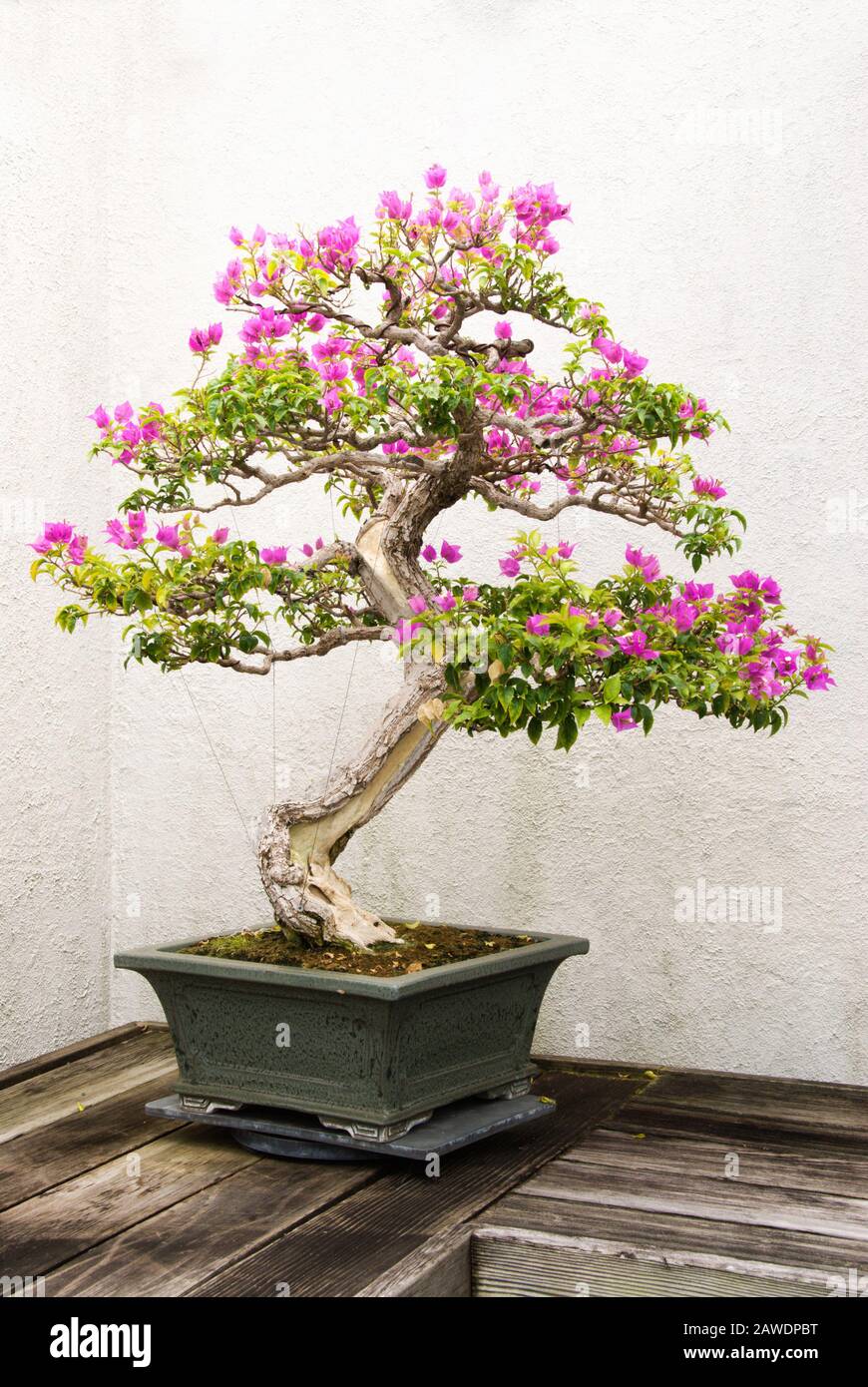 Il bonsai verde stagionato in miniatura con fiori rosa scuro che crescono in un contenitore in vaso. Foto Stock