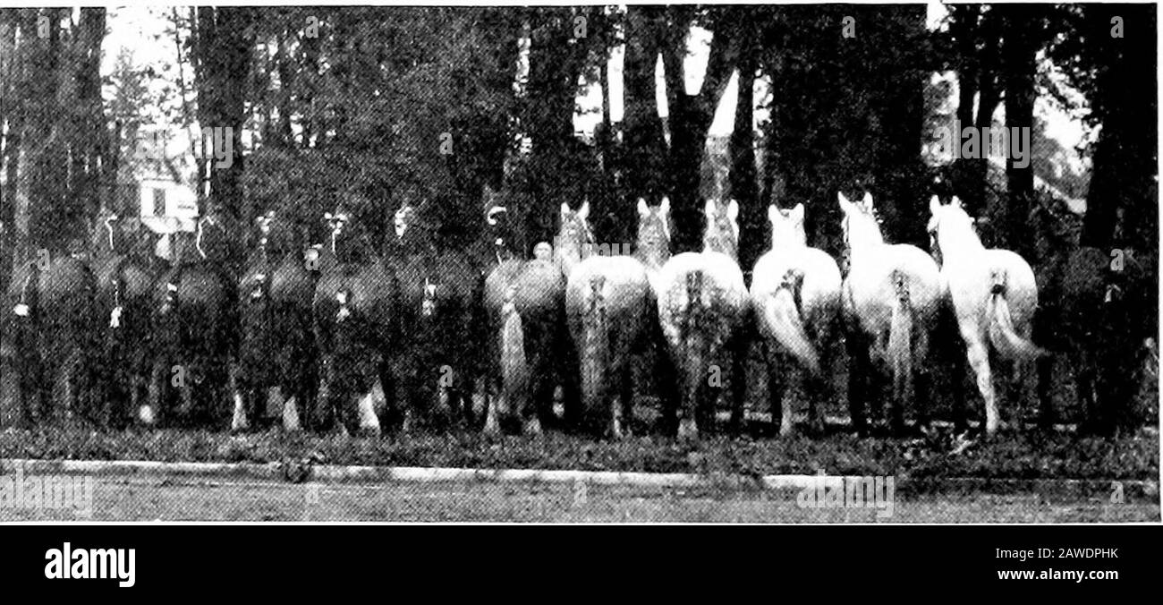 Tipi e classi di mercato di stock live. Non il tipo di cavallo selezionato. Se possibile, è preferibile che siano ripubred, riacutizzazioni registrate. Tuttavia, un certo lavoro veryprofittevole nella produzione di drafters per il mercato è stato fatto 464 Tipi e Classi di mercato di scorta vivo con buon grado di bozze di Mares. In tali casi, questi mares haveshown eccellente tipo di progetto, anche se non sono stati idonei registro. Il progetto purebred costa molto più tobuy, ma ha il grande vantaggio di avere il loro foalseligible a registro, e quindi di maggior valore di mercato. Carrello di inbreeding, sella, un Foto Stock