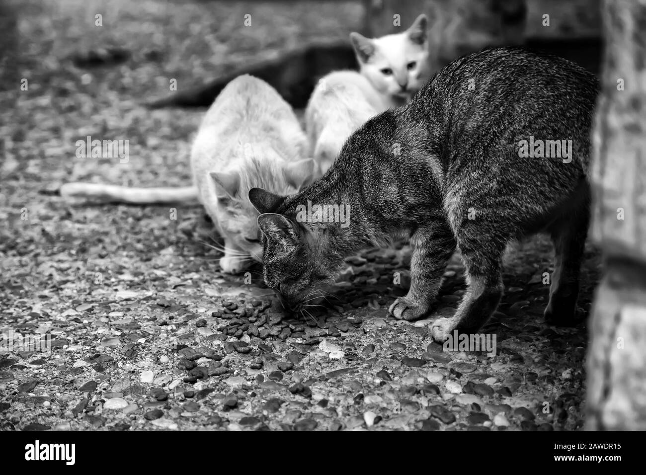 Gatti abbandonati per strada, abuso di animale e di solitudine Foto Stock