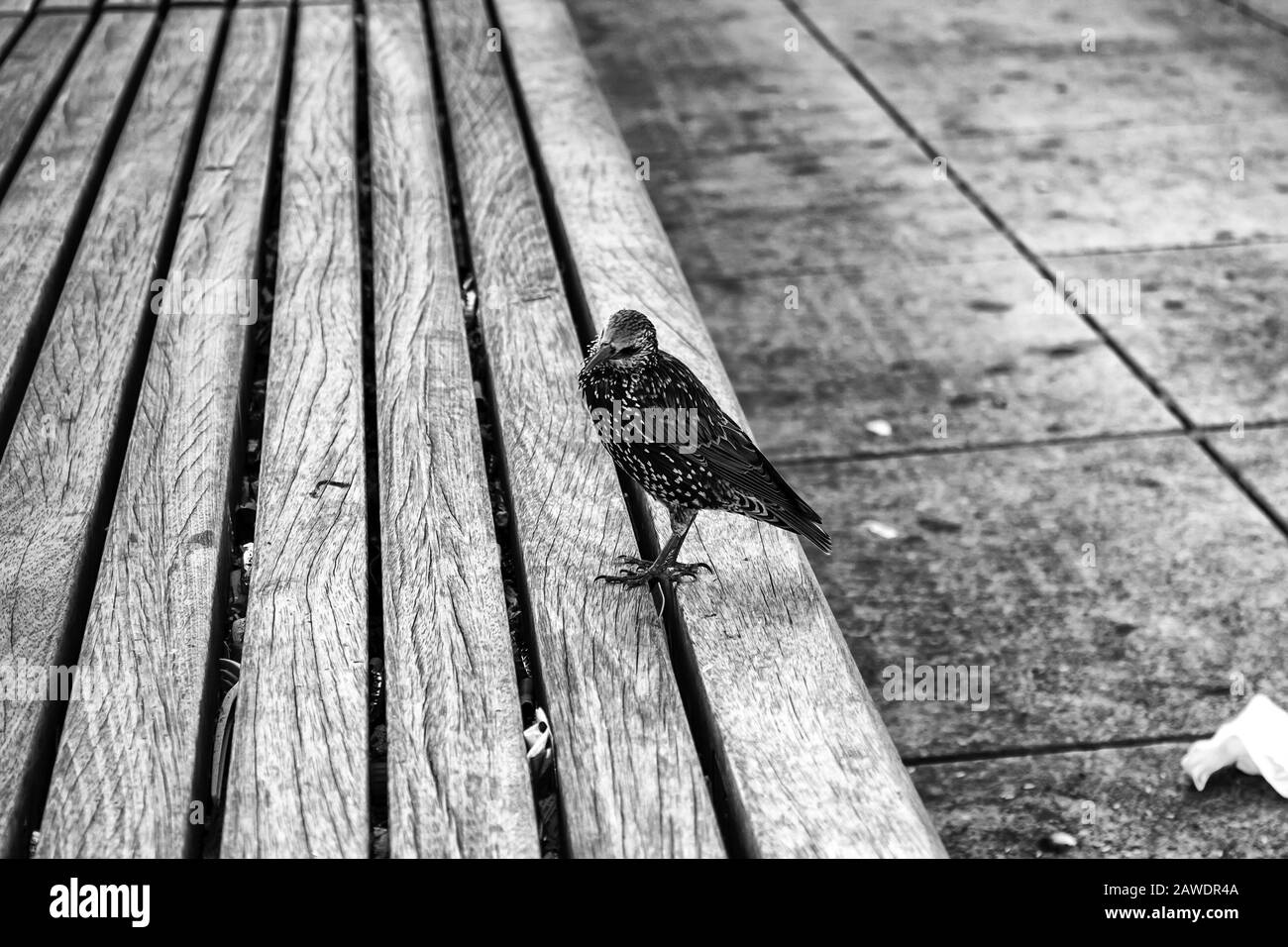 Sparrow sulla strada, uccelli in libertà, animali Foto Stock