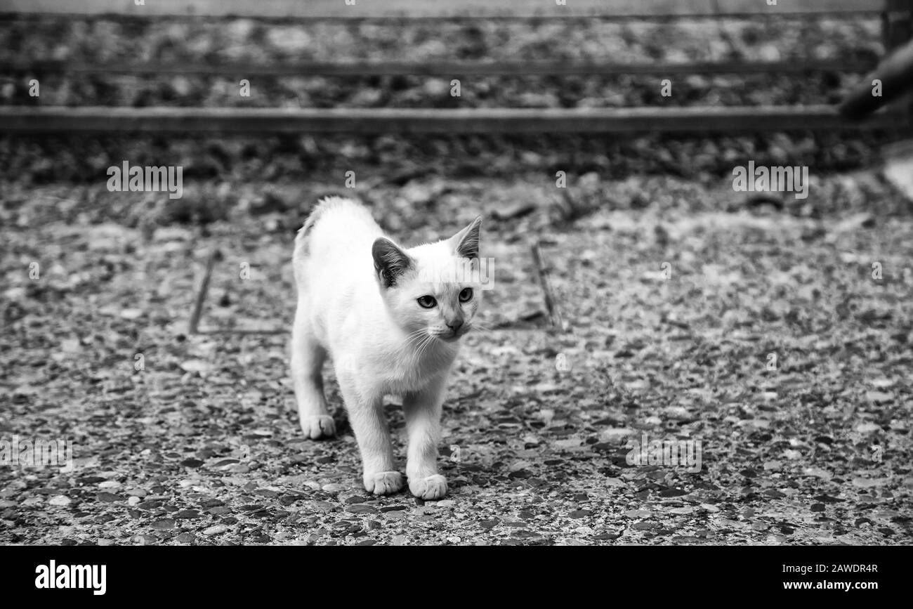 Gatti di strada mangiando, dettaglio di animali abbandonati Foto Stock
