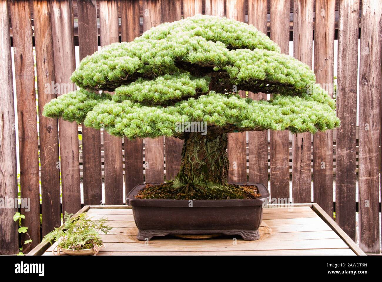 Albero bonsai giapponese in miniatura maturato in bianco Pino bianco in vaso. Aka Pinus Parviflora. Foto Stock