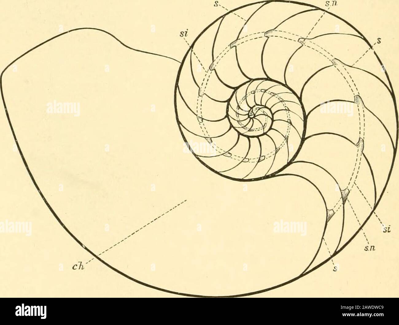 La storia naturale di Cambridge . fter Hoyle, x ). Ordinare Tetrabranchiata Cephalopoda con quattro branchiae e quattro reni; animalabitino- l'ultimo cliiiiliici di ;iu esterno multicoloculai- shell; 192 CEFALOPODA TETRABRANCHIATA imbuto costituito da due lobi separati; tentacoli ninneroni, senza ventose o ganci; senza sacco a inchiostro. Il guscio è costituito da due strati, l'esterno è a porcellanea, l'interno, così come le pareti dei camici o del setto. I setti variano notevolmente nella forma. Nella maggior parte di thea^autoloidea sono regolarmente curve, come in Nautilus, orstraight, come in Orthoceras, ma Foto Stock