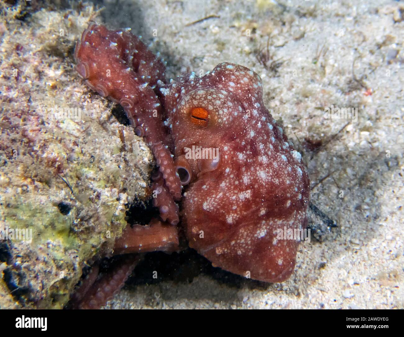 Polpo Stellato (Callistoctopus Luteus) Foto Stock
