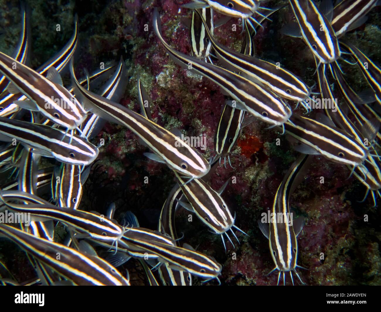 Pesce Gatto Eel A Strisce (Plotosus Lineatus) Foto Stock