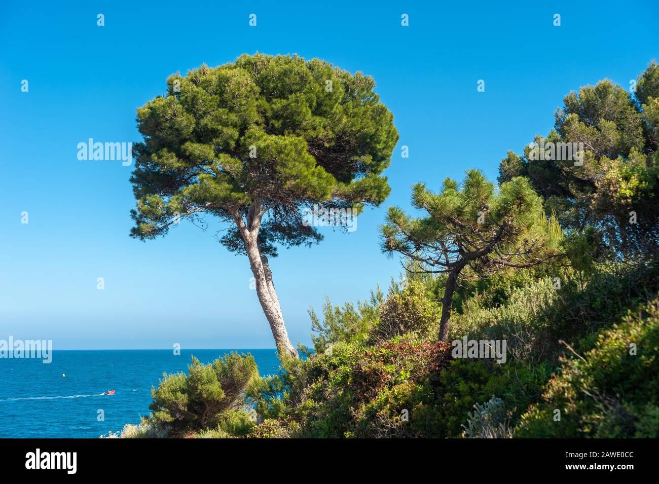 Pino (Pinus pinea) a Cap du Dramont, Saint-Raphael, Var, Provenza-Alpi-Costa Azzurra, Francia Foto Stock