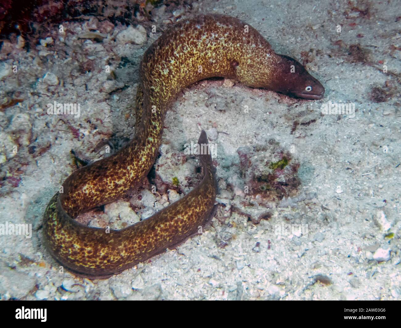 Moray Eel con occhi bianchi (Gymnothorax thyrsoideus) Foto Stock