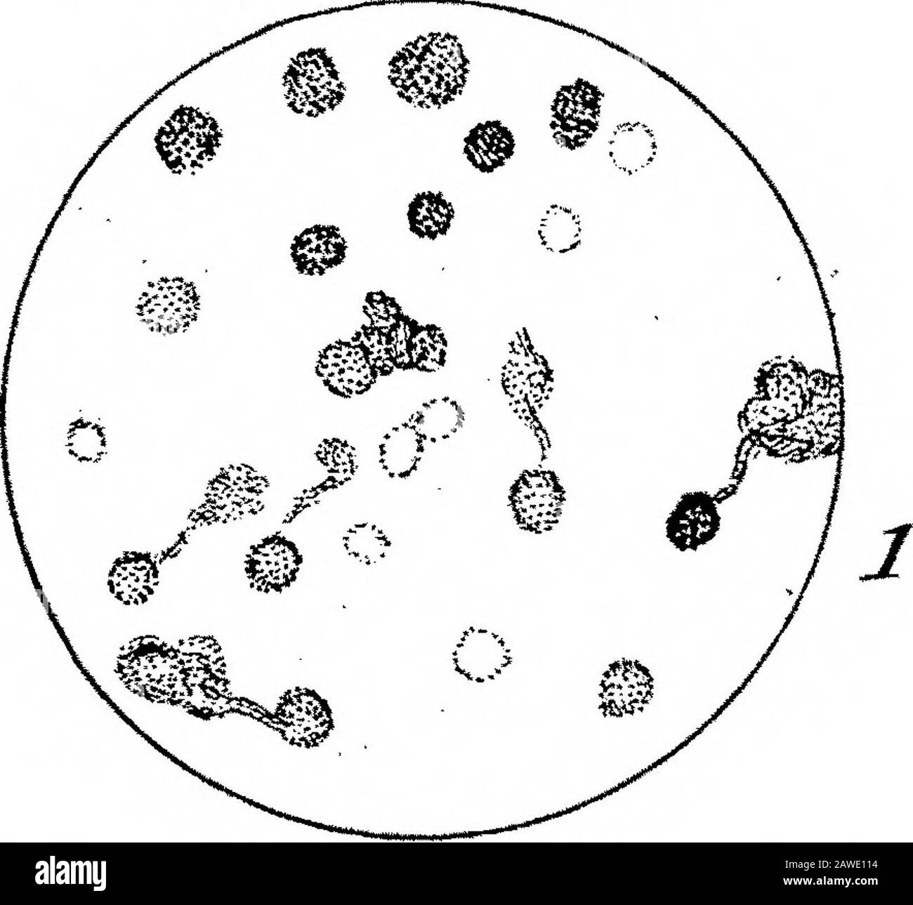Ulteriori Osservazioni ed Esperimenti sulla Passione-Fiore, e La sua farina, da MrBadcock, Comunicati da Henry Baker, FRS. . .JL piedi/t. Foto Stock
