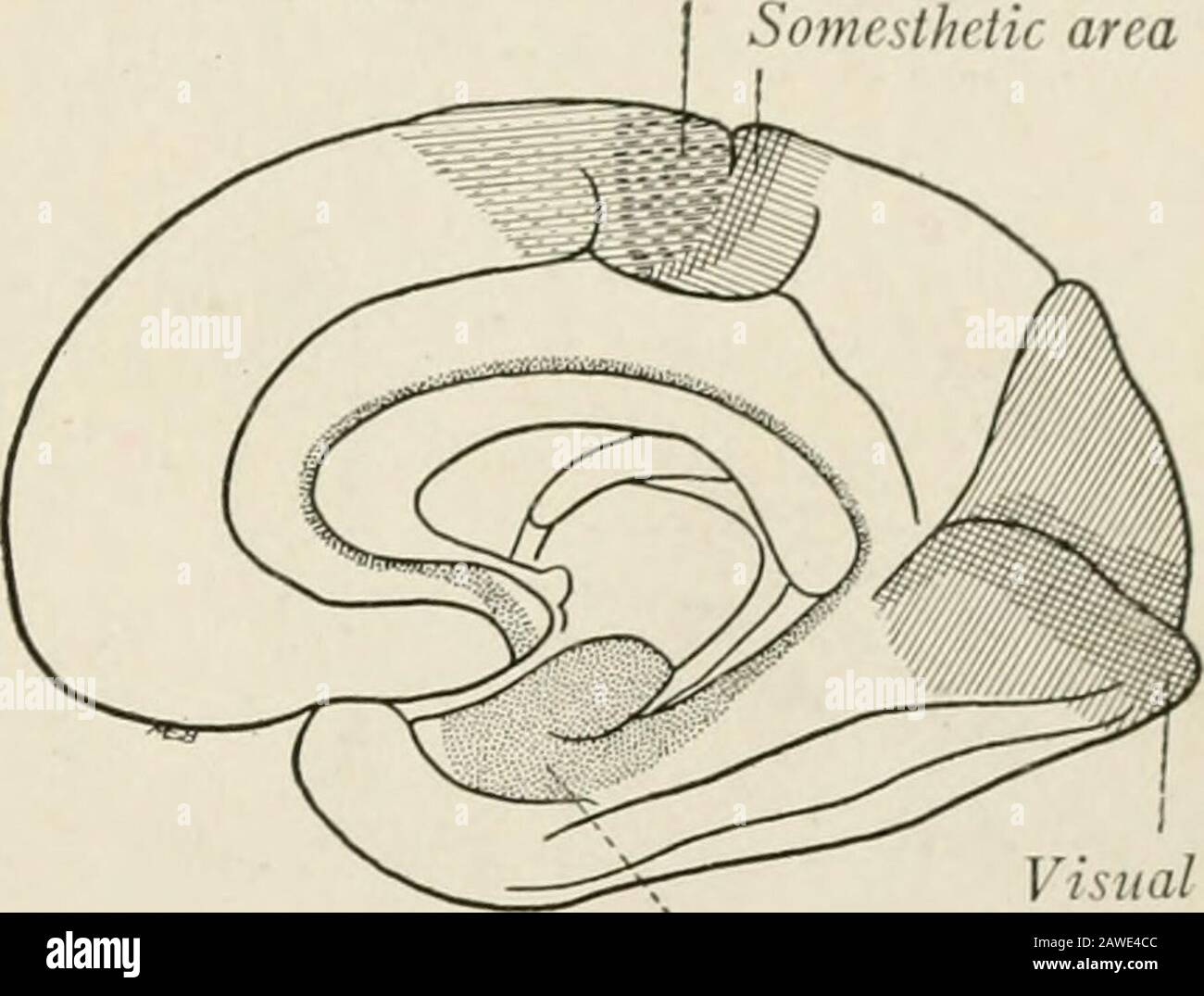 L'anatomia del sistema nervoso, dal punto di vista dello sviluppo e della funzione . Centro ricettivo visivo Fig. 220. - diagramma della pro-aggezione corticale si centra sull'aspetto laterale dell'emisfero cecerebrale. Area Somesthetic. Centro Riolfattivo visivo centro cePtive Fig. 221. - il diagramma della pro-aggezione corticale è incentrato sull'aspetto mediale dell'emisfero cediale. La corteccia motoria dello scimpanzé corrisponde nella sua disposizione con quella dell'uomo; e mediante l'eccitazione elettrica delle sue diverse porzioni le contrazioni muscolari possono essere eccitate nelle corrispondenti parti del lato opposto di Foto Stock