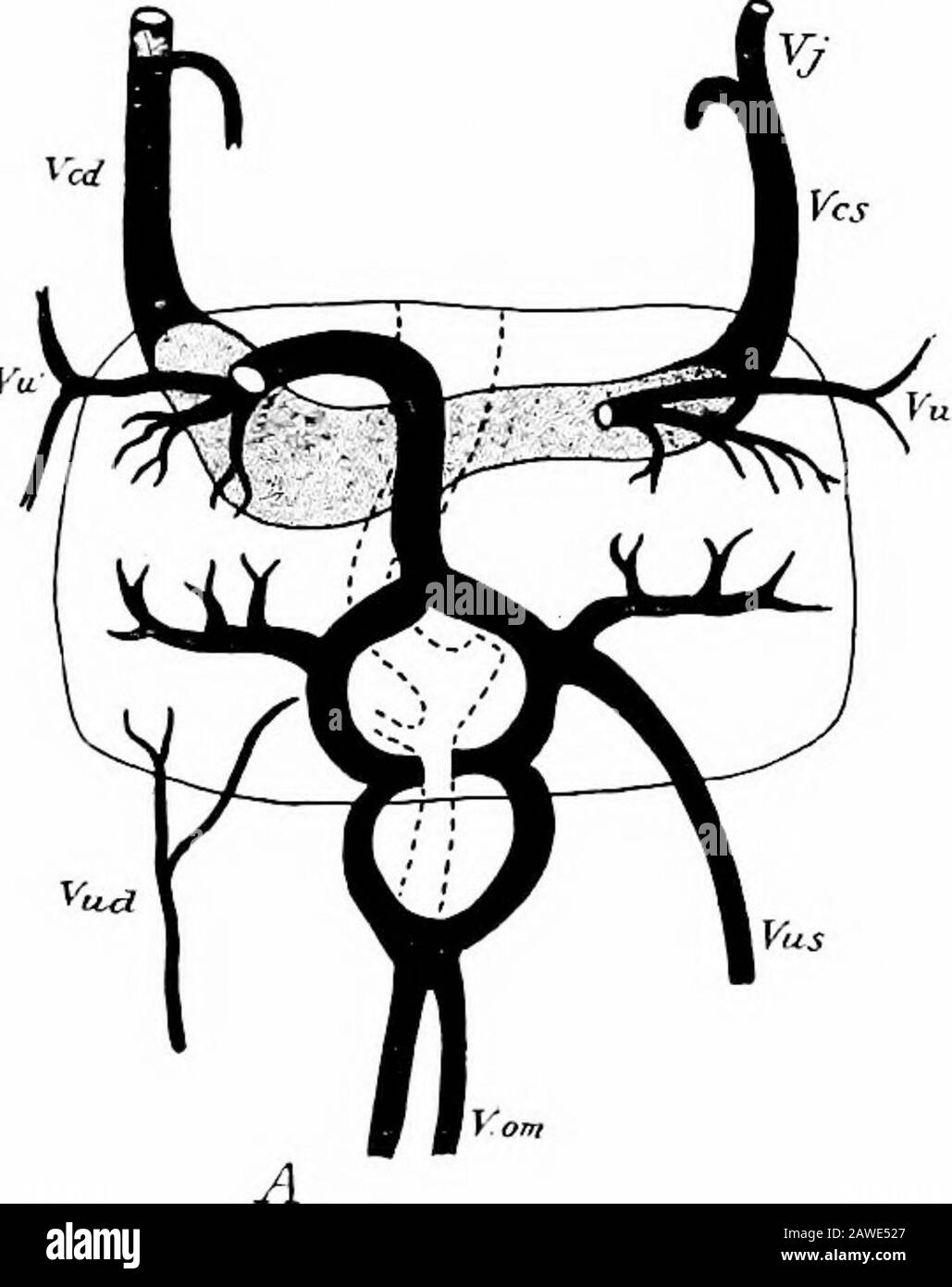 Lo sviluppo del corpo umano; un manuale di embriologia umana . V.A, dotto venosus; V.o.m.d e V.o. l.s, vene omphalo-mesenteriche destra e sinistra; V.d e V. u.s, vene ombelicali destra e sinistra.-(Hochstetter.) C). Quando questi collegamenti sono completi, le porzioni superiori delle vene ombelicali degenerano (Fig. 149), e ora il lato destro della parte inferiore delle due anse omphalo-mesen-teriche che circondano l'intestino scompare, asfa anche quella parte del lato sinistro della ansa superiore che interviene tra la connessione mediana e il dotto venosus, e così via Foto Stock