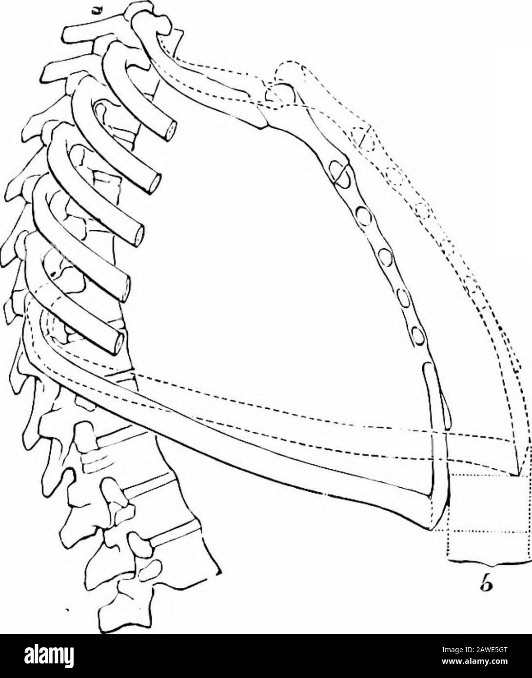 Anatomia applicata e chinesiologia, il meccanismo del movimento muscolare . Fig. Posizione dei polmoni nel torace. (Gerrish.) rotazione di ciascuna nervatura sull'asse che passa attraverso le sue due estremità. Nella posizione di riposo le nervature si inclinano verso il basso ad un angolo di 15 to20 gradi dall'orizzontale, E, di conseguenza, la loro eleva-zione porta lo sterno e l'intero fronte del torace dalla colonna vertebrale, come mostrato in Fig. 135. Questo ingrandisce il più grande da davanti a dietro; poiché le nervature slant verso il basso e lato-rward dove articolano la colonna vertebrale, questa elevazione aumenterà il latera Foto Stock