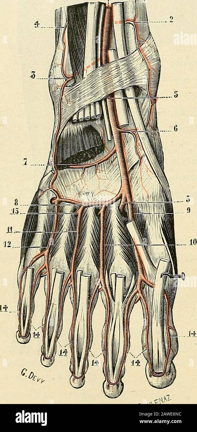 Traité d'anatomie humaine . lecôtoie le tendon de lextenseur propre dugros orteil. En dehors, elle suit le bordinterne du pédieux, qui savance un peu surelle à sa partie inférieure. En avant,enfin, elle est séparée de la peau par undouble feuillet aponévrotique, laponévrosedorsale superficielle et laponévrose du pé-dieux (t. I, p, 989). Deux veines, lune in-terne, lautre externe, et un nerf, la brancheterminale interne du tibial antérieur, accom-pagnent la pédieuse dans toutte son étendue. Distribuzione 3°. En dedans, lartèrepédieuse ne fournit que quelques rameauxsans nom, c{ui se dirige Foto Stock