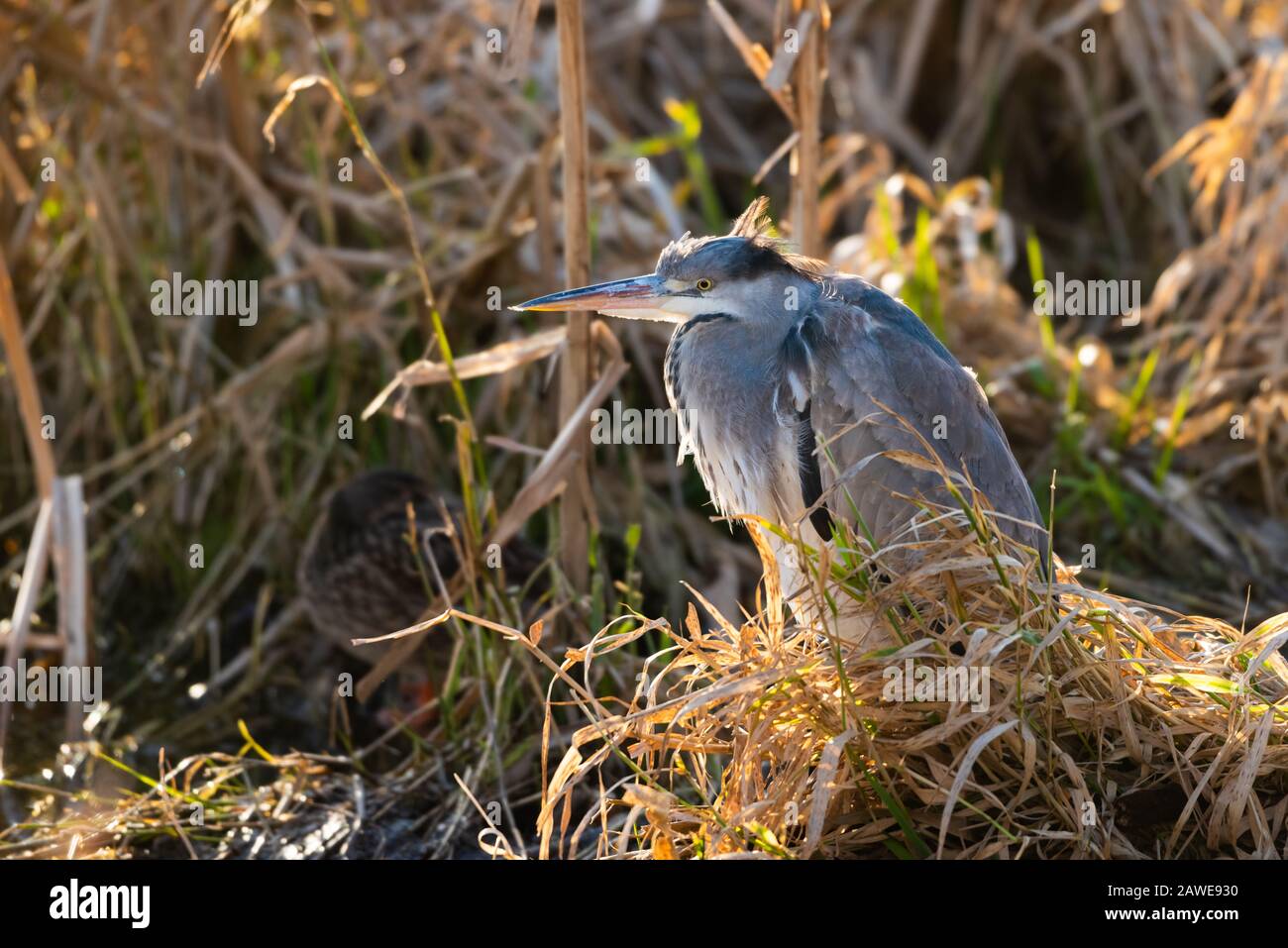 Un comune airone grigio (Ardea cinerea) poggia pazientemente sotto copertura di canne. Foto Stock