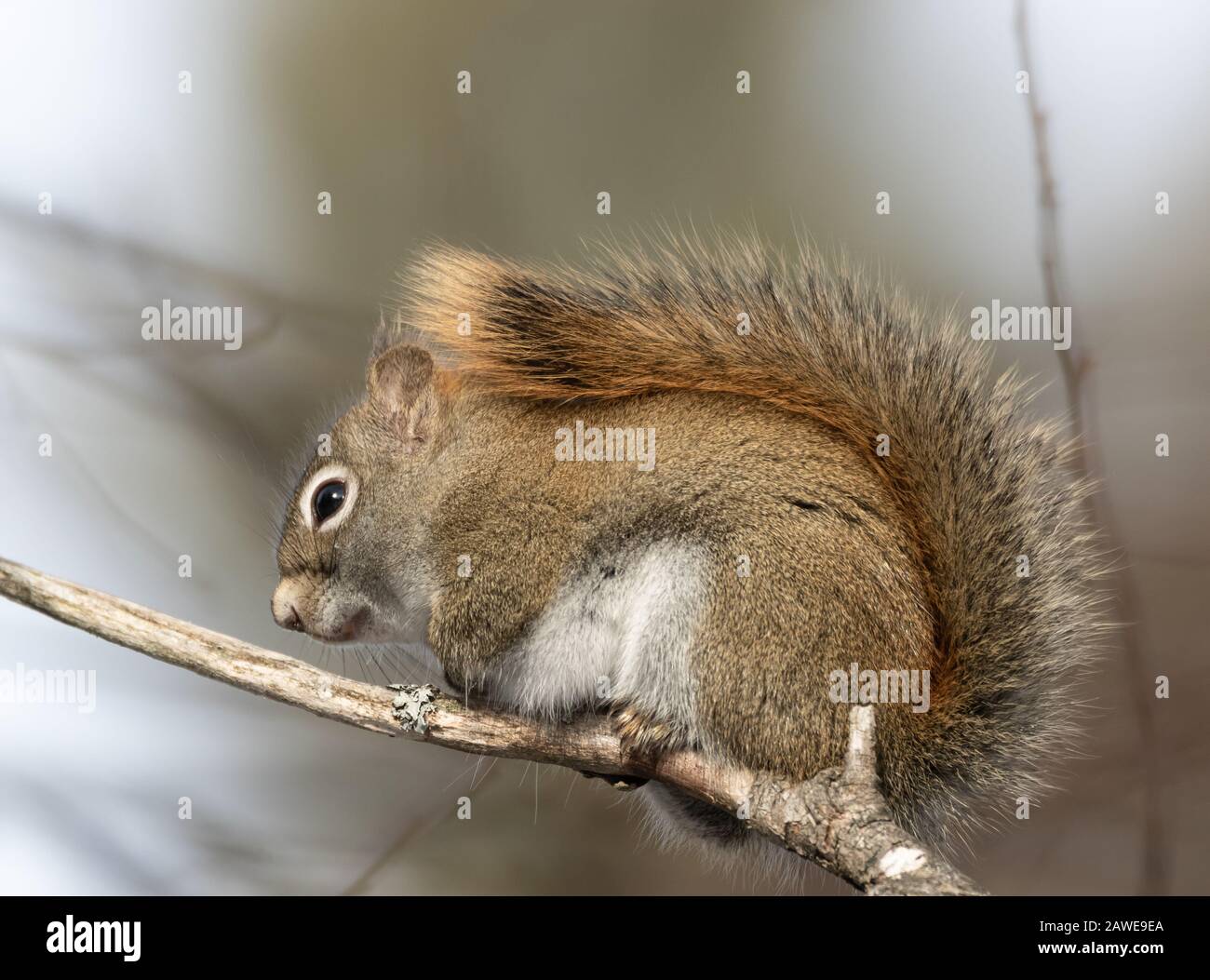 Un simpatico scoiattolo rosso furry huddles su un ramo usando la sua coda per una coperta in una fredda giornata invernale nel nord Ontario. Foto Stock