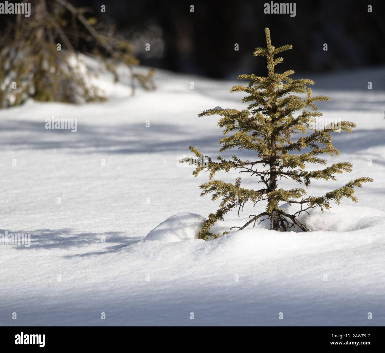 Un giovane albero sempreverde in piedi in un campo di neve fresca. Foto Stock