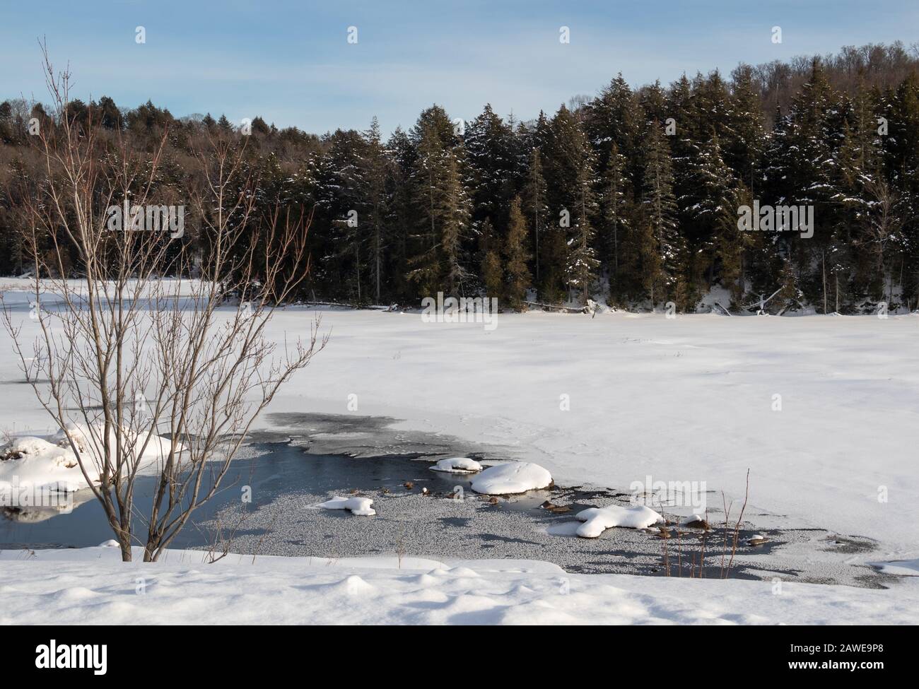 Un lago innevato sotto cielo azzurro in una giornata invernale nel nord dell'Ontario e foresta sempreverde che costeggia la riva. Foto Stock