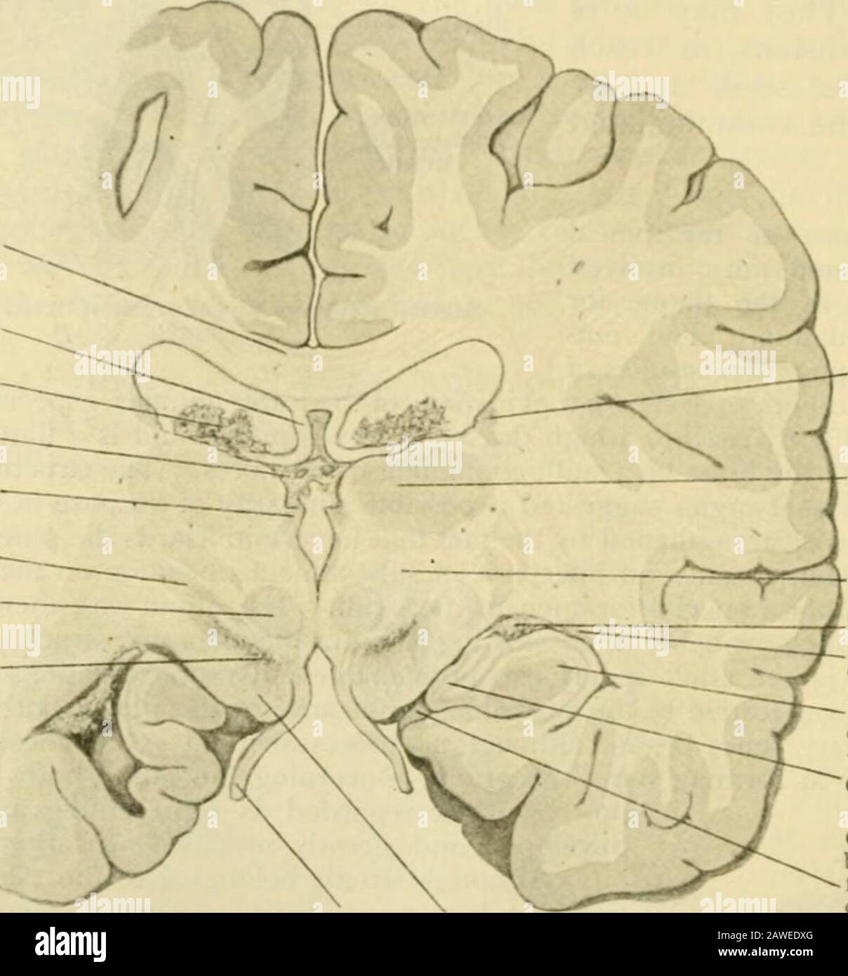 Anatomia umana, compresa la struttura e lo sviluppo e considerazioni pratiche . 1126 LU.MAN A.. Lo.MW da parte opposta che ciescenci all'interno del tci, Miicntum, laterale e ventrale al fascicolo longitudinale posteriore; (3) tibrchi che si incrociano con il fasciculus retrò-rtexus; (4j fibre dal filetto mediano e (5) dal cervellerpeduncolo superiore che attraversano il cjmissure per raggiungere il talamo opposto; (6) fibre, forse, dallo strato grigio più profondo della corjjora quadremina alla corteccia cerebrale dell'altro lato. La sua presenza in tutti i vertebrati e nei molto earlyacqui Foto Stock