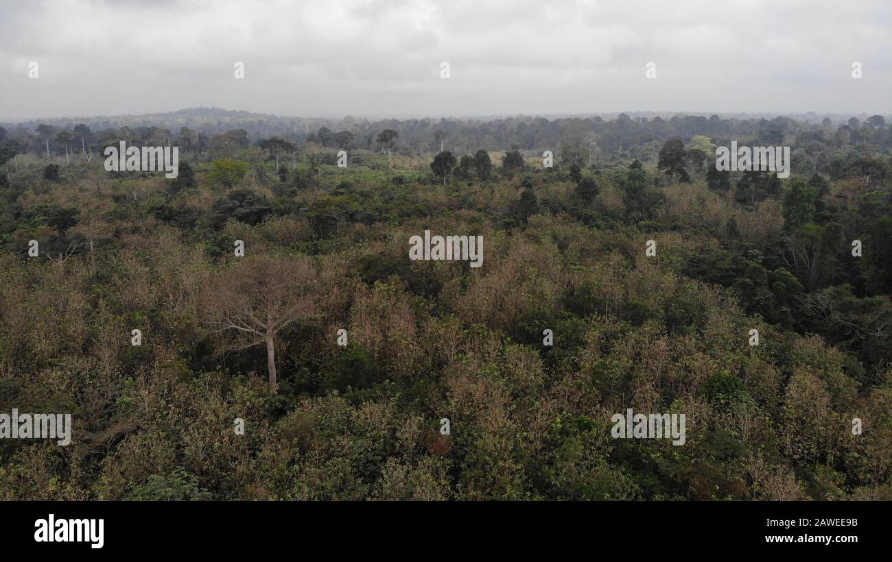 Foresta della Costa d'Avorio a ADZOPE City. Il paese ha perso 80 pourcent di foresta a causa di piantagioni illegali. Foto Stock