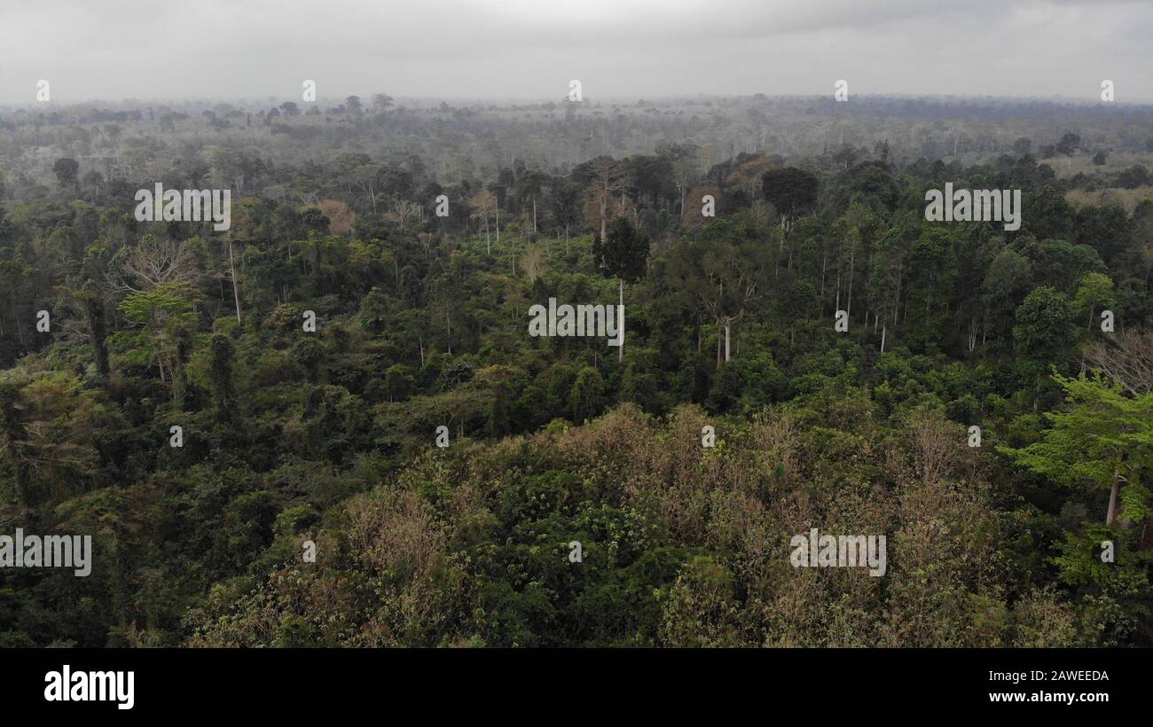 Foresta della Costa d'Avorio a ADZOPE City. Il paese ha perso 80 pourcent di foresta a causa di piantagioni illegali. Foto Stock