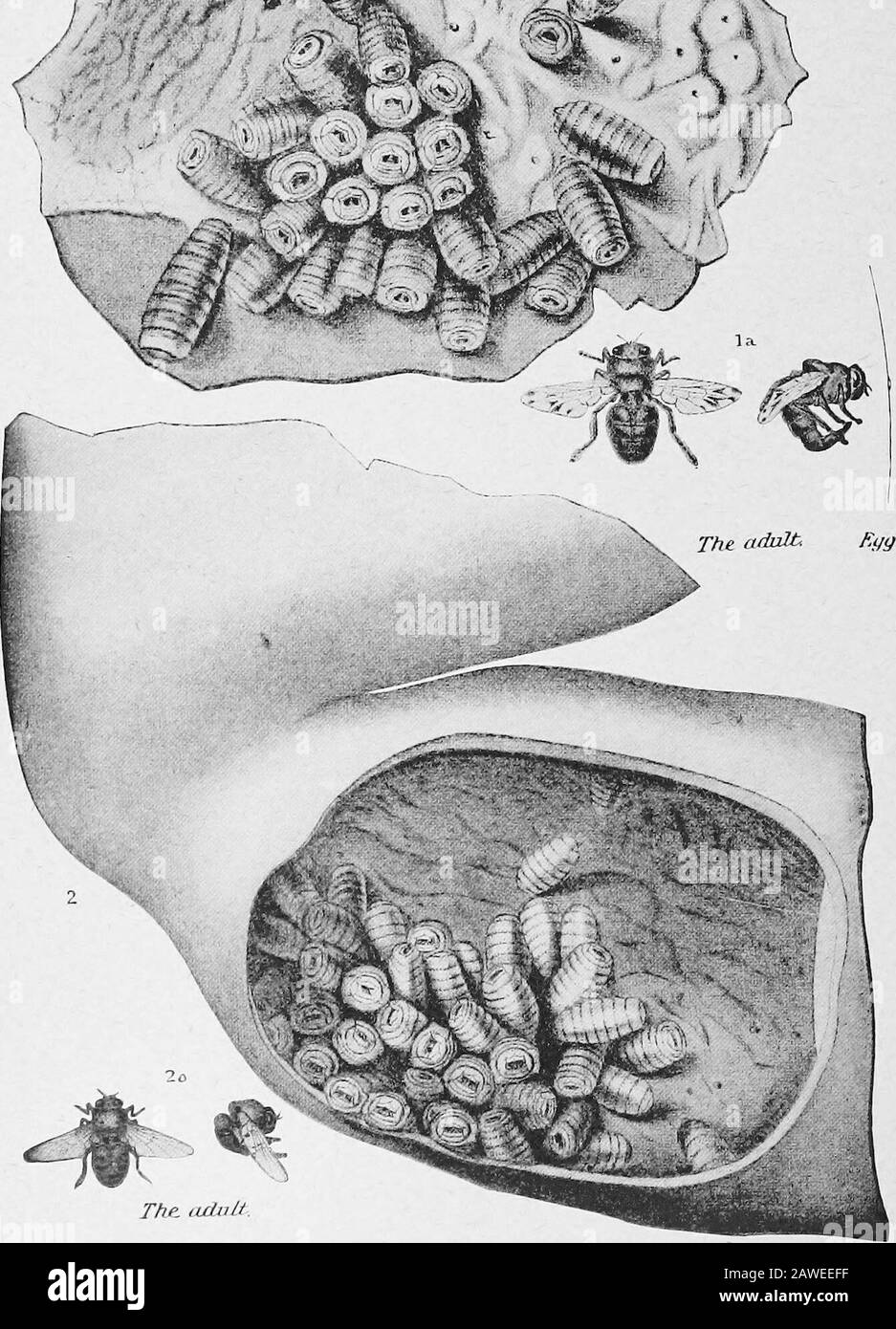 Il medico pratico delle scorte: Un libro di riferimento sicuro e di buon senso per l'agricoltore e il proprietario delle scorte .. . – edifici dipinti di pecore, dove i fusti di vernice sono lasciati nei campi, dove i cavalli possono ottenere piccole particelle di piombo nel cibo, dove l'acqua dolce scorre attraverso tubi di piombo, o dove l'acqua potabile è trafilata da cisterne o pozzi contenenti piombo. Trattamento.- se da avvelenamento acuto del piombo, dia 30 - 60 gocce SulfuricAcid, bene diluito con acqua, latte, bianco delle uova, degli oli, ecombustibile di inseed o tè se cronico da avvelenamento graduale del piombo, dia I Sali di Epsom nelle dosi da l4 a i libbra. Potassiumin Ioduro Foto Stock