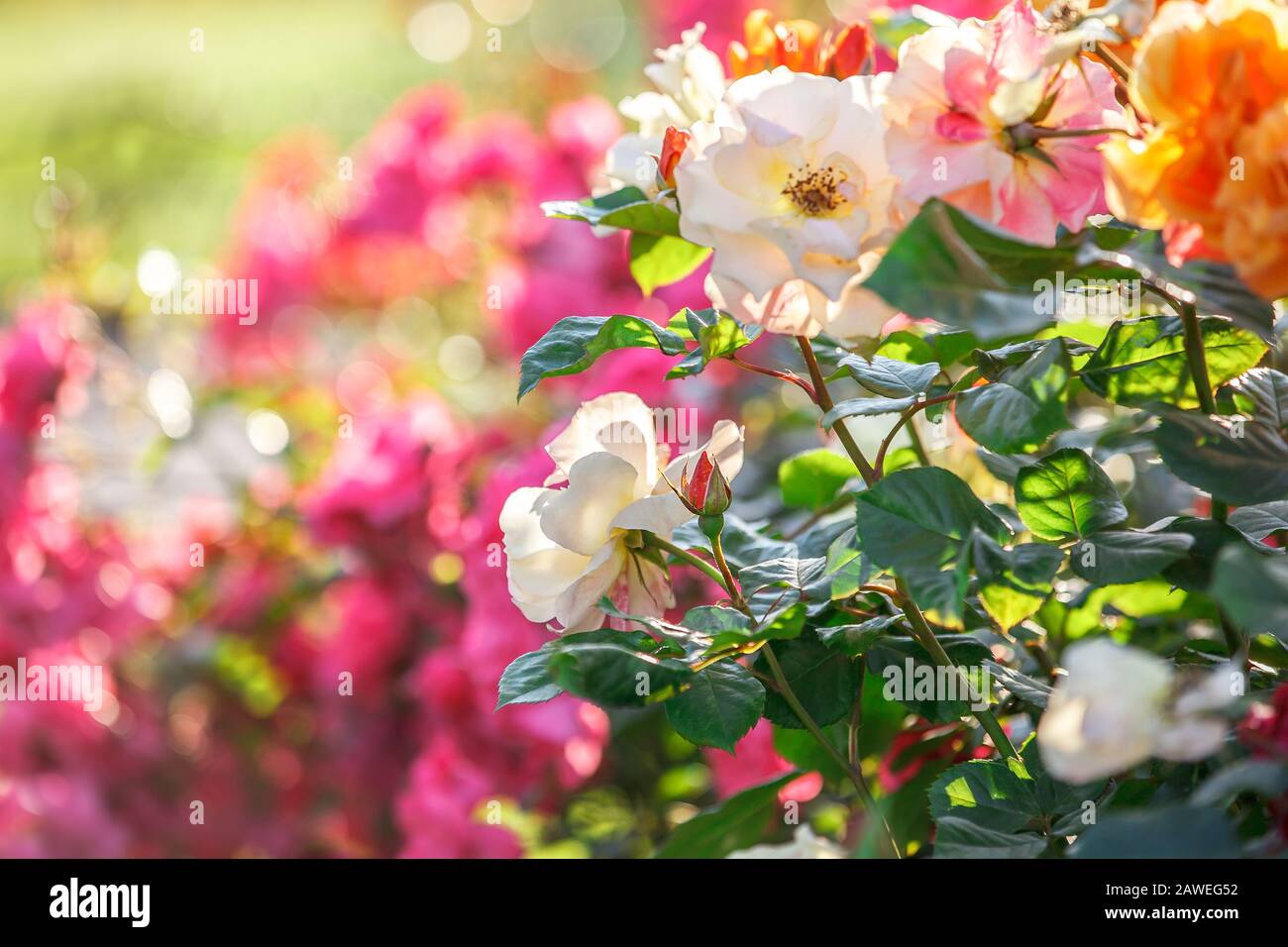 Bel giardino di rose in luce del sole con bokeh naturale Foto Stock