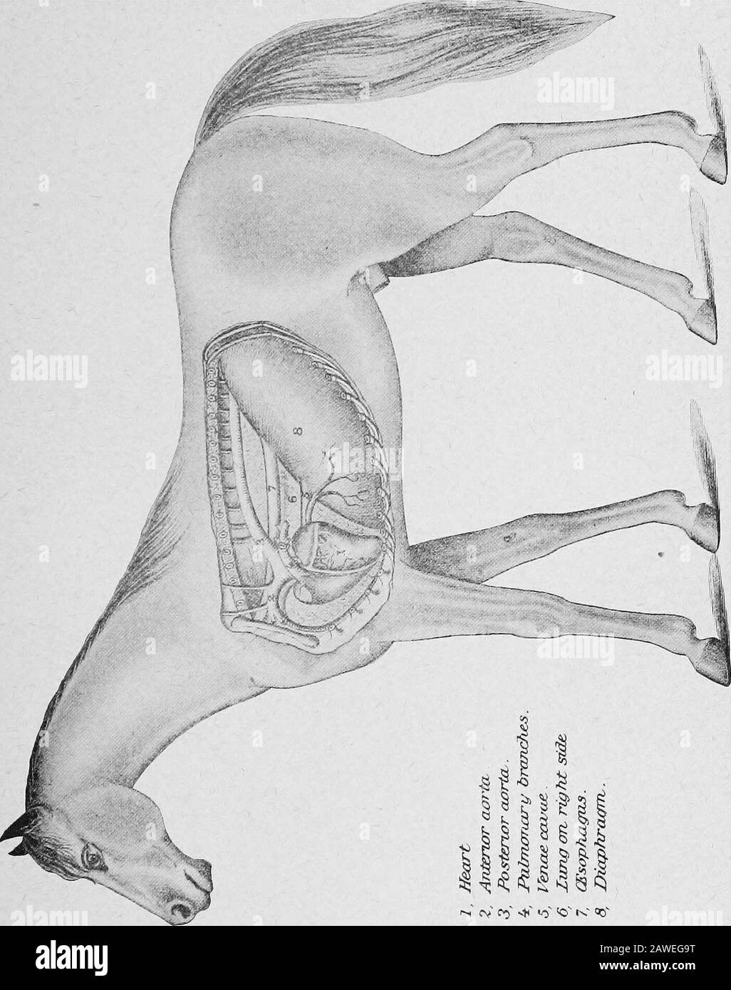 Il medico pratico delle scorte: Un libro di riferimento sicuro e di buon senso per l'agricoltore e il proprietario delle scorte .. . de il lato arterioso. Due grandi vene svuotano l'impureblood del corpo nella auricola destra. La corretta auricola forza il sangue attraverso l'apertura nella partitionel ventricolo destro; la valvola impedisce il ritorno. Il ventricolo destro contrae e forza il sangue nell'arteria polmonare, che si dirama a pochi centimetri sopra il cuore, collegandosi con l'altezza e i polmoni sinistri. Questi sono nuovamente divisi in altre piccole arterie che fluiscono in ciò che è chiamato il capillare Foto Stock