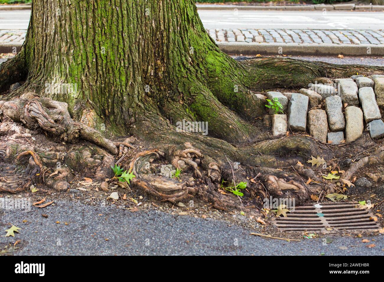 Urban New York City dettagli; albero radici, ciottoli e tempesta drain visto su Manhattan Street Foto Stock