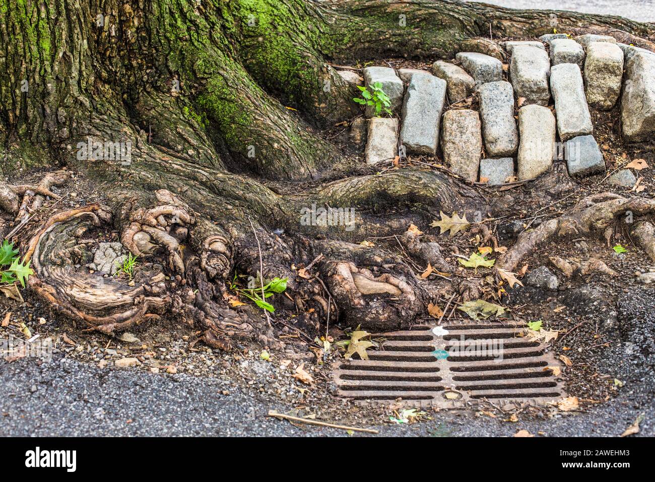 Urban New York City dettagli; albero radici, ciottoli e tempesta drain visto su Manhattan Street Foto Stock