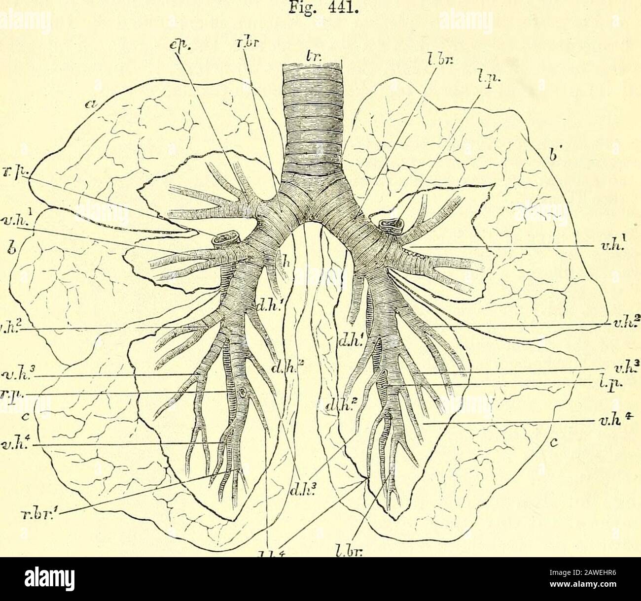 Elementi anatomici di Quain . 7^ 510 IL DIAMETRO DEI POLMONI, ma più lungo di destra, essendo di circa 5 centim di lunghezza, si inclina verso il basso e verso l'esterno sotto l'arco dell'aorta per raggiungere la radice del polmone sinistro. La sua terminazione è circa più bassa di quella del bronco destro. Il bronco sinistro si incrocia sulla parte anteriore del gullet e sull'aorta discendente: L'arco dell'aorta gira all'indietro e a sinistra sopra di esso, e il polmone sinistro. 441. - schizzo che mostra l'estremità inferiore della trachea, la sua divisione in tronchi bronchiali del WO e il corso e i rami principali di Foto Stock