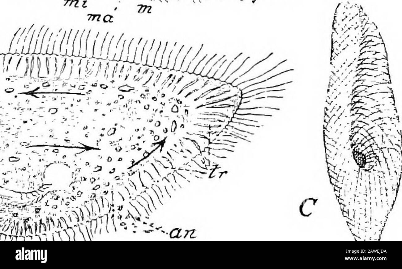 Un'introduzione allo studio dell'anatomia comparativa degli animali . ?am IIS^ ^ Fig. 41. Paramecium caudaiuvt. A, una vista dell'intero animale; w, bocca; AFT,anus; cv, vacuolo contrattile in diastole; ci/, vacuole contrattile insistole; jna, macronucleus ; vii, micronucleo. B, la porzione di ostacolo dello stesso animale più fortemente ingrandita per mostrare la bocca che conduce da gullet a forma di afunnel nell'endoplasma; un vacolo alimentare si forma all'estremità del gullet; uin, membrana ondulata; AN, anus; tr,trichocisti. Le frecce indicano la direzione del flusso delle granulinell'endoplasma. C Foto Stock
