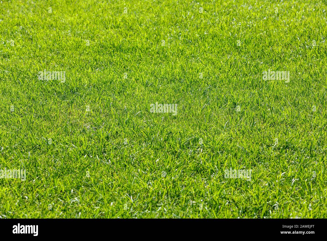 Erba verde naturale di fondo texture Foto Stock