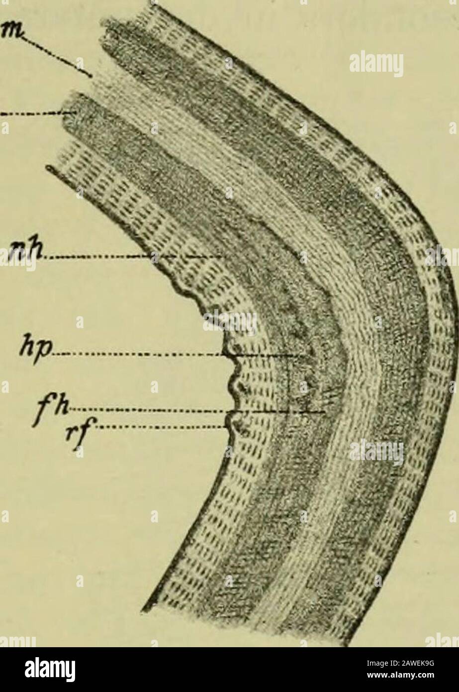 Handbuch der Pflanzenkrankheiten . ung an sich den hemmendenEinfluenzfs ausübt. Eine äufserlich wahrnehmbare Wunde entsteht bei vorsichtigre Aus-führung der Manipulation nicht; man gewahrt nur an der Oberseite eineetwas gröfsere Straffheit, an der Unterseite eine Faltung der Rinde. Durch das Biegen wird die Ausbildung der Augen beeinfluenzfst, in-dem die unterhalb der Biegungsstelle stehenden Knospen stärker an-schwellen und nicht selten vorzeitig austreiben. Der Erfolg hängtdavon ab, wann und in welcher Höhe ein Zweig gebogen wird. Jenäher sich die Biegungsstelle der Zweigspitze befindet, desto ger Foto Stock