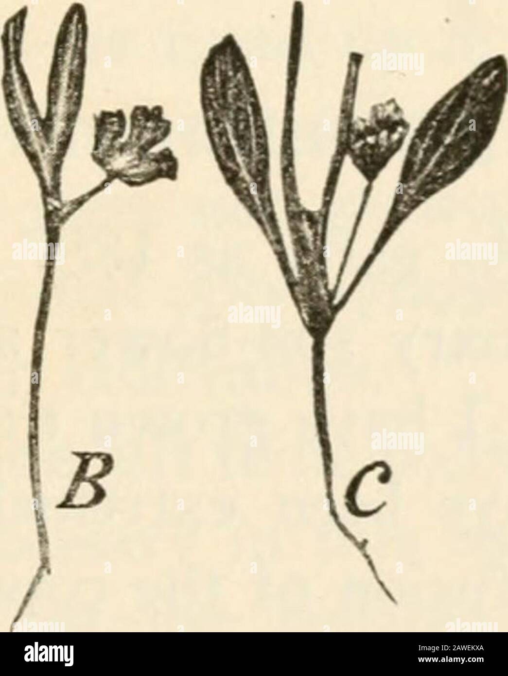 La teoria delle mutazioni; esperimenti e osservazioni sull'origine delle specie nel regno vegetale. Fig. 97. Coriandrum sativum. A, un impianto di fioritura; B, ahemi-syncotyloLis seedling; C, un germoglio dicotiloso della stessa cultura, la cui prima foglia è trasformata in apitcher (1894). Tra i loro figli; come ad esempio in Valeriana alba(1892, 3%; 1893, 6%). Inoltre i semi di individui non sinccotili dello stesso raccolto possono riderivare la sinccotilly; come ad esempio in Ainafanfus spccio-sus, Polygonum Convolvulus, Scroplularia nodosa, ecc.- ^ Kruidkuudig Jaarhock, . cit., pp. 172 Foto Stock