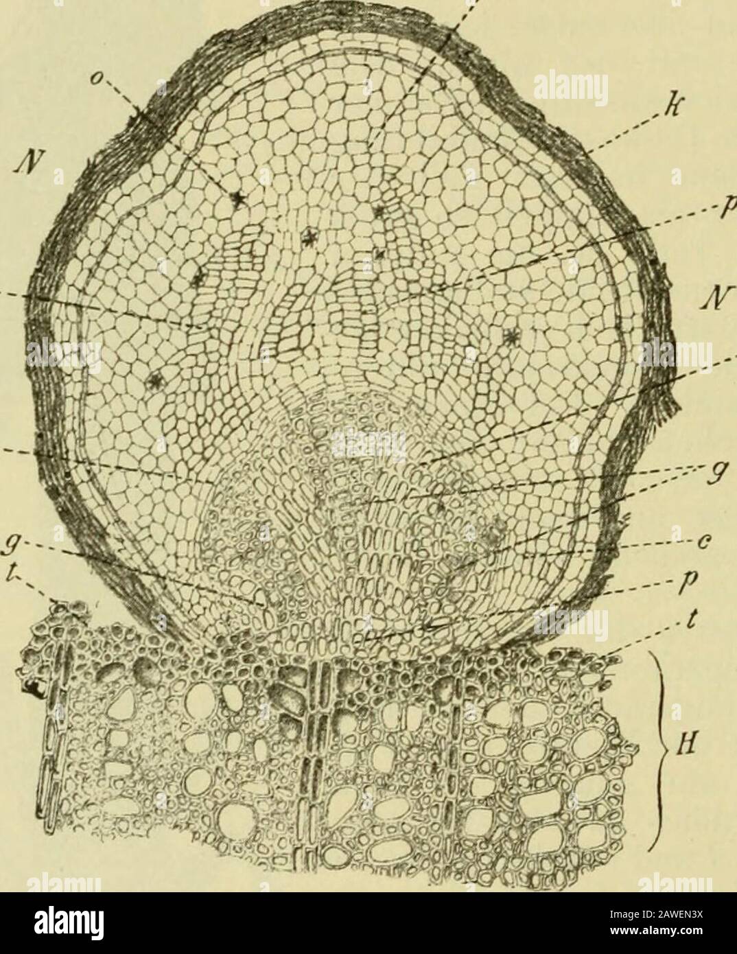 Handbuch der Pflanzenkrankheiten . Fig. 187. Geschälter Stamm einer Süiskirsche, dessen Schälstelle am oberen und unteren Teile alles jugendlichen Gewebes beraubt worden ist. (Orig.) 706 V. Wunden. Gebreitet. In der Mitte der Schälblöfse ist hier eine wellige zone desblosgelegten Holzkörpers ohne jede Neubildung geblieben. Die neueProduktion h hängt anche mit der oberen a gar nicht zusammen; dieobere a ist bedeutend dicker. ähn-lichen Neubildungen auf anderen Stämmen ebenso deutliclicich erkennbarist die von oben nach unten zunehmende Dicke bei jedem einzelnenGeweBEST Foto Stock