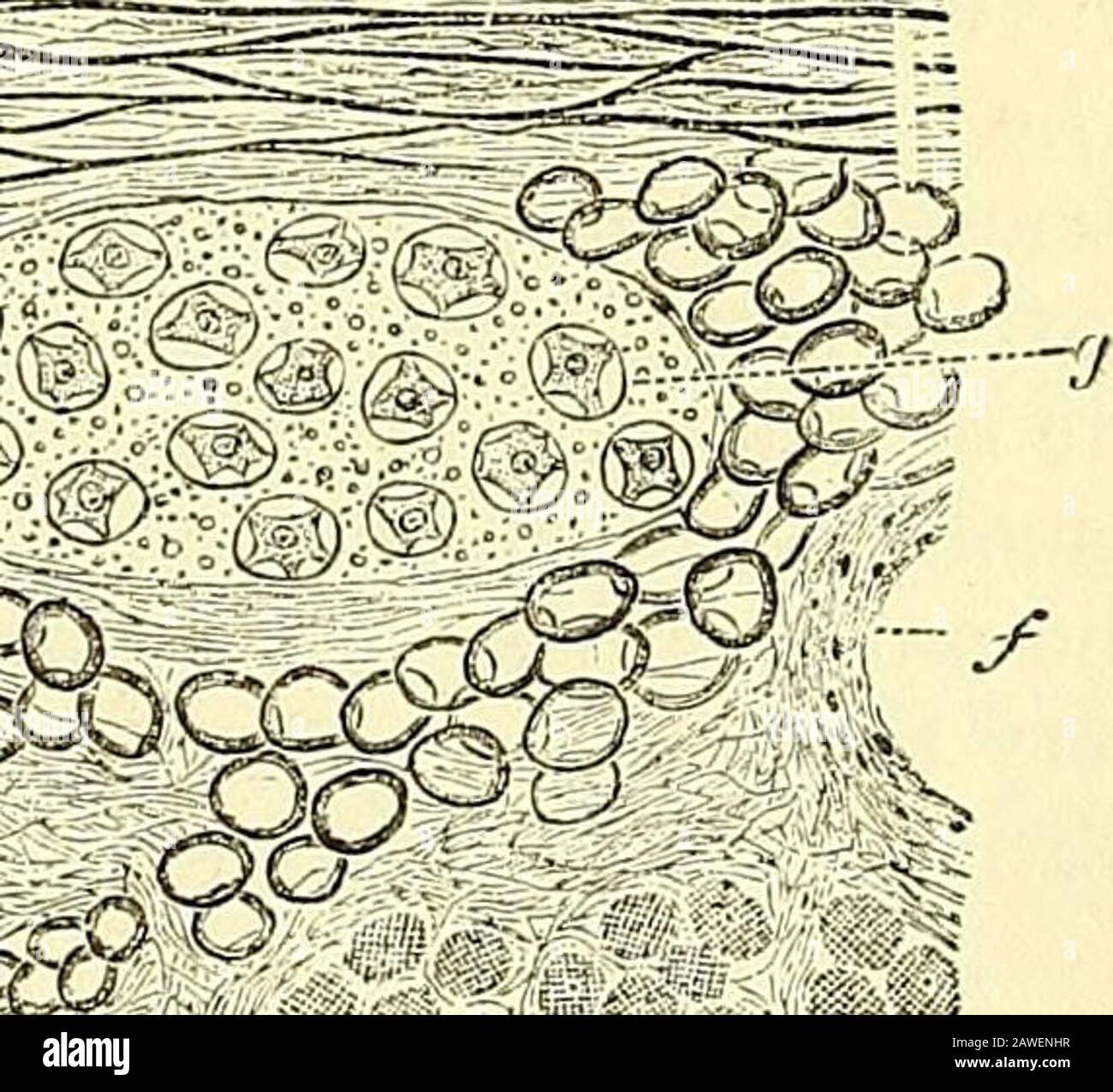 Elementi anatomici di Quain. E coursein il cuore sono assediati a mtervals con piccoli gruppi di gangliari-cellule, e su tutti i loro rami nel seno venoso e nel setto interauricolare similarcells occupanti, o intercalati nelle piccole corde nervose, o posti lateralmente uponloro. Non è stato dimostrato che le cellule gangliari si verifichino né sui rami che sono distribuiti alle auricole (ad eccezione del setto), né su quelli che passano alla sostanza muscolare del ventricolo. Il pericardio cardiaco o epicardio ha la struttura usuale di una membrana sierosa. È coperto esternamente Foto Stock