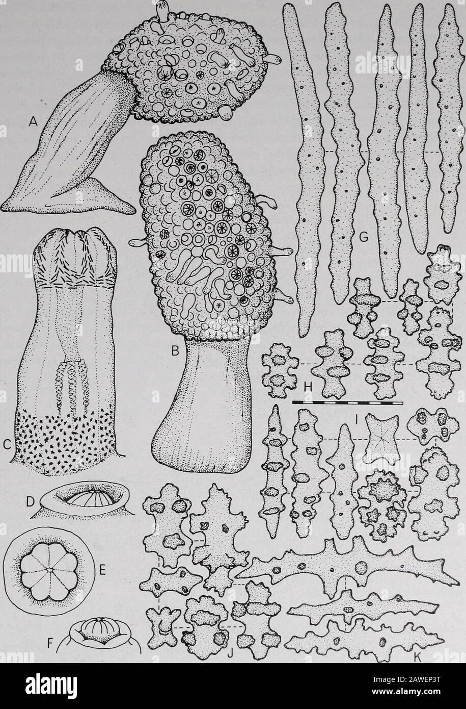 Annali del Sud Africa MuseumAnnale van die Suid-Afrikaanse Museum . e-like, simile a creste o creste. Polipi dimorfici. Scleritesof capitulum sono mandrini tubercolati, solitamente a forma di club con teste mal definite. Gli scleriti del fusto sono generalmente di lunghezza pari a &lt;0,3 mm. Circa 47 specie provenienti dall'Indo-Pacific, di solito in acque calde poco profonde, e spesso associate con barriere coralline. Vedere Verseveldt (1983) per una revisione dettagliata del genere, con una chiave e una descrizione per le specie riconosciute. Tipo di specie. Lobophitum crassum von Marenzeller, 1886; Indo-Pacific. Commento Tix Foto Stock
